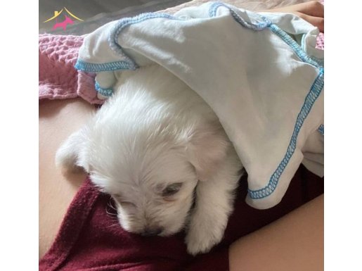 Yavru tatlış köpek