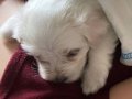 Yavru tatlış köpek