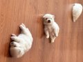 ORJİNAL POMERANIAN BOO YAVRULARI-2 ERKEK 2 DİŞİ-SAĞLIKLI