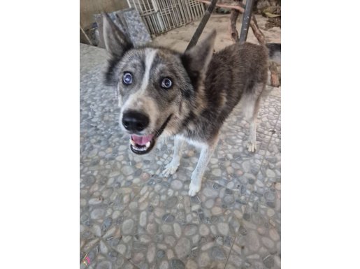 Sibirya Kurdu (Husky) Boz Renk Dişi 1 Yaşında Kısır Değildir