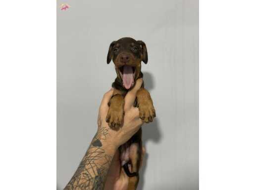 DÜŞMANA KORKU DOSTA GÜVEN VEREN DOBERMAN