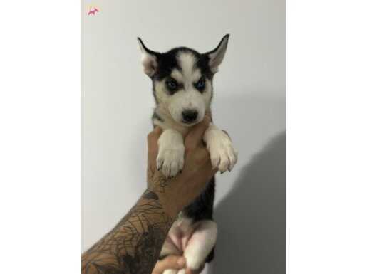 PİYASA CANAVARI HUSKY 