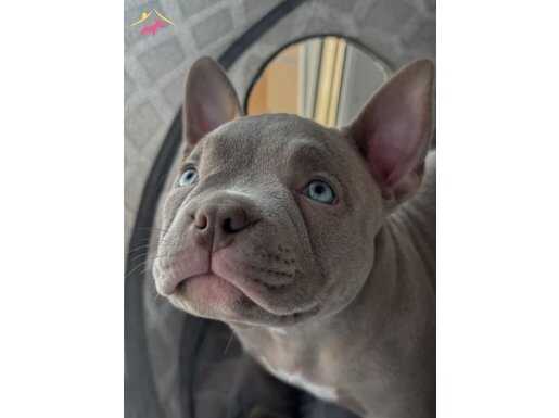 Fransız fıstıklar iş başında 