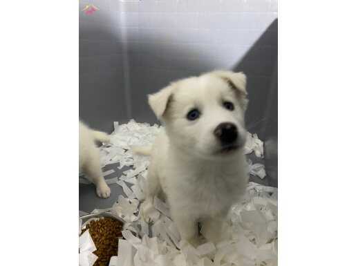 KARDAN DAHA BEYAZ HUSKY MELEKSİİİ