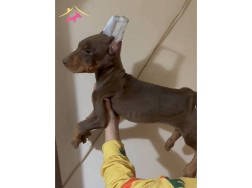 ZERAFET VE ASALET KİNG DOBERMANLARSS