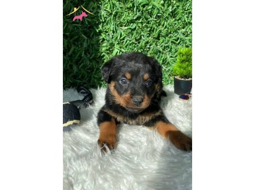 ORJİNAL MACAR ROTTWEİLER 