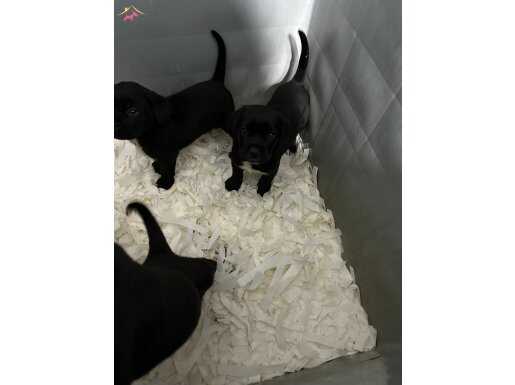 BLACK CANE CORSO GÜÇ VE SADAKAT 