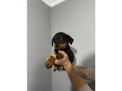 DÜŞMANA KORKU SALAN ROTTWEİLER 