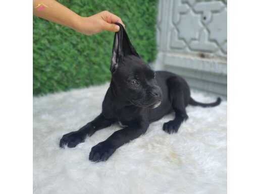 SADAKATİN TEMELİ ASLANDAN YÜREKLİ İSTEĞE ÖZEL ESTETİK 