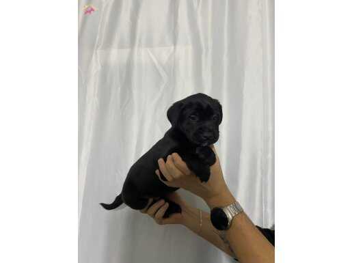 SAĞLIK VE IRK GARANTİLİ CANE CORSO YAVRUMUZ