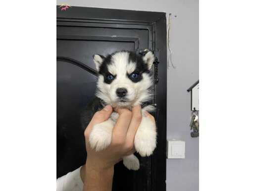 MAVİ BONCUKLAR KALİTE TESADÜF DEĞİLDİR