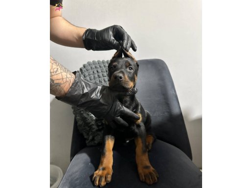 İSTEĞE ÖZEL ESTETİK A KALİTE DOBERMAN 