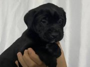 SAĞLIK VE IRK GARANTİLİ CANE CORSO YAVRUMUZ