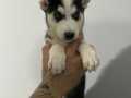 PİYASA CANAVARI HUSKY 