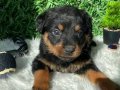 ORJİNAL MACAR ROTTWEİLER 