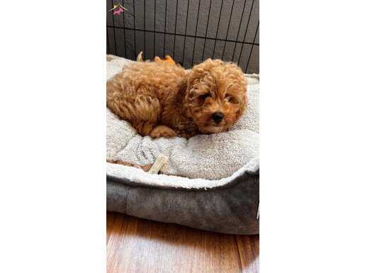 Zorunlu ayrılık: Toy poodle için sıcacık bir yuva arıyoruz