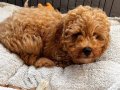 Zorunlu ayrılık: Toy poodle için sıcacık bir yuva arıyoruz