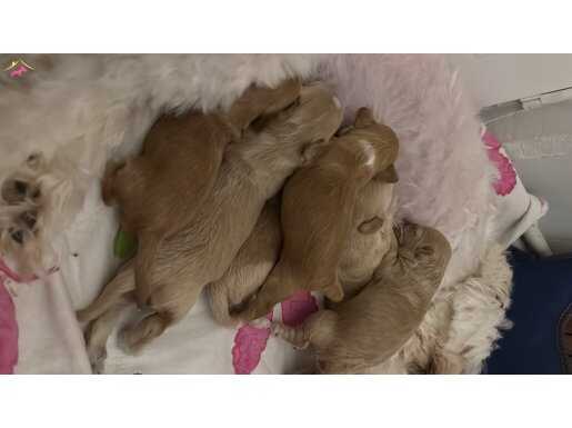  IRK GARANTİLİ SAFKAN MALTİPOO BEBEKLERİM  REZERVE AÇILDI