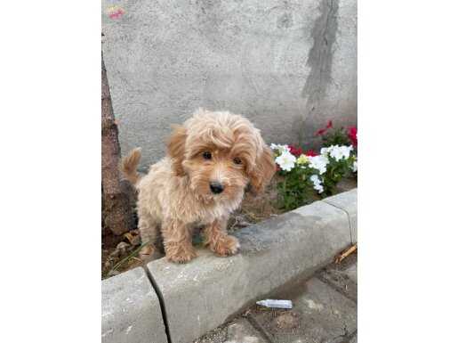 Top poodle 3 aylık 6 bin