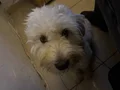 Paşaya Yeni Yuva Aranıyor