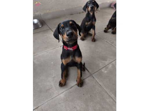 SAFKAN ALMAN DOBERMAN EFSANEVİ KAN HATTI 