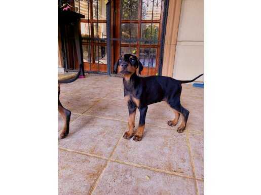 Saf Kan Doberman Yavrularımız Uygun Fiyat.