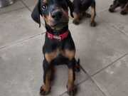 SAFKAN ALMAN DOBERMAN EFSANEVİ KAN HATTI 