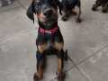 SAFKAN ALMAN DOBERMAN EFSANEVİ KAN HATTI 