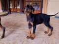 Saf Kan Doberman Yavrularımız Uygun Fiyat.