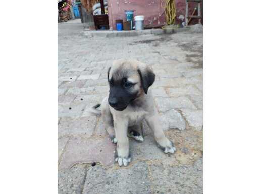 Ucretli sahiplendirilecek yavru köpekler.