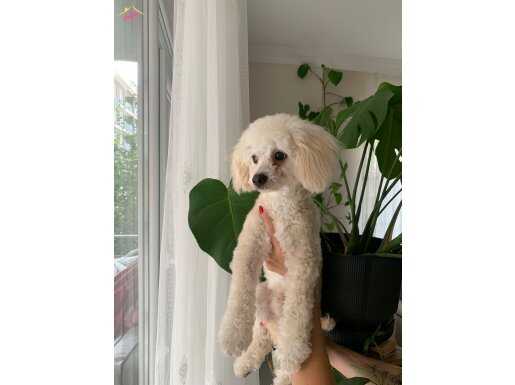 0 numara Bichon frise