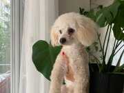 0 numara Bichon frise