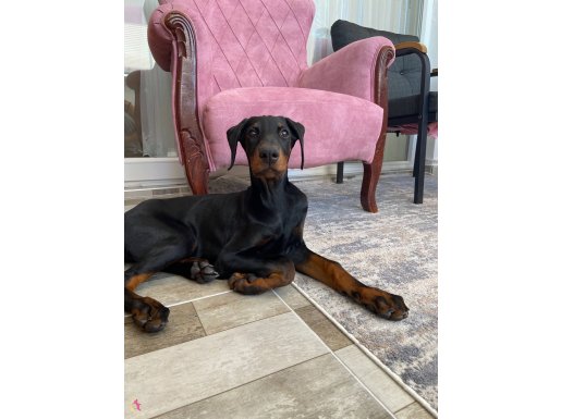 4 aylık DİŞİ DOBERMAN ömürlük yuvasını arıyoruz
