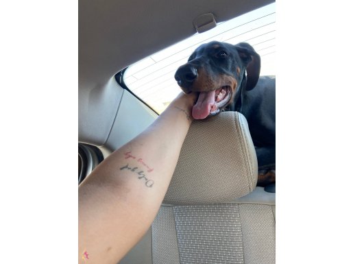 4 aylık dişi Doberman ömürlük ailesini arıyoruz