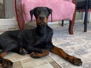4 aylık DİŞİ DOBERMAN ömürlük yuvasını arıyoruz