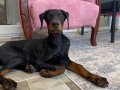 4 aylık DİŞİ DOBERMAN ömürlük yuvasını arıyoruz