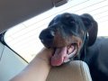 4 aylık dişi Doberman ömürlük ailesini arıyoruz