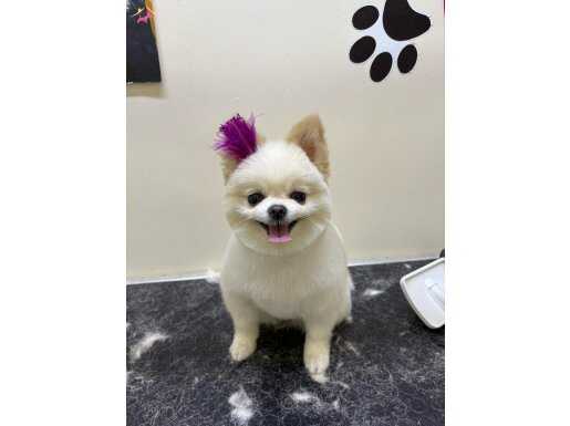 Teacup pomerian 