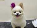 Teacup pomerian 