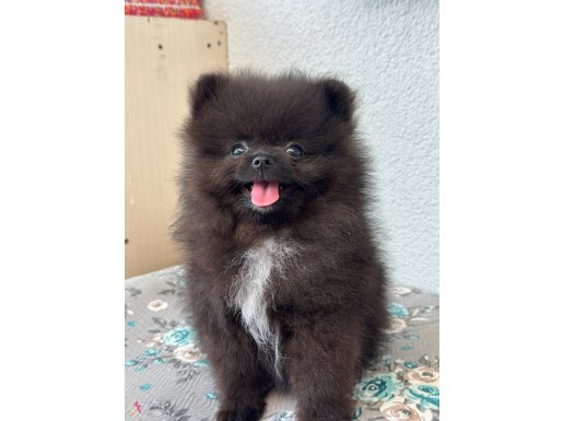 Safkan kısa burun pomerian