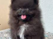 Safkan kısa burun pomerian