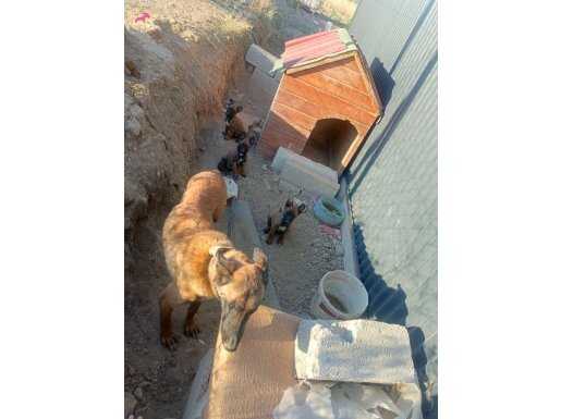 Belçika Kurdu 2 yavrusu ve Annesi İle Birlikte