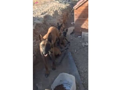 A Kalite Belçika Kurdu
