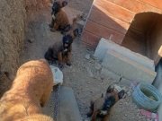 Belçika Kurdu 2 yavrusu ve Annesi İle Birlikte