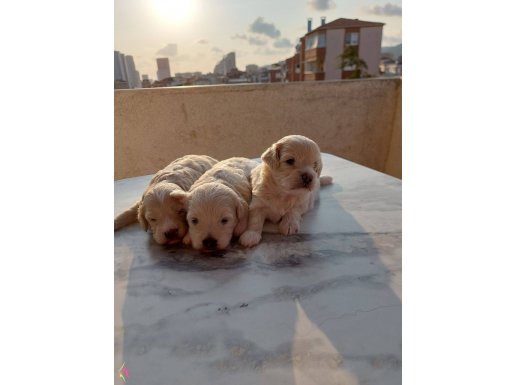 Maltese terier bebekler orijinal 