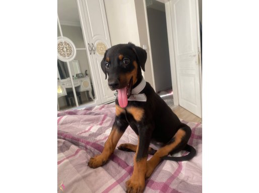 10 haftalık saf Doberman aşıları tam 
