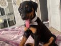 10 haftalık saf Doberman aşıları tam 