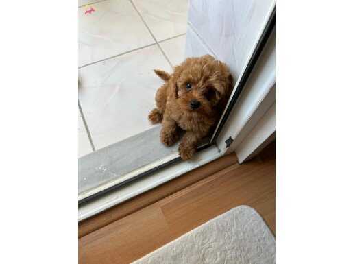 72 Günlük Toy Poodlemi Sahiplendiriyorum