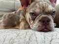 4 Aylık Frenc Bulldog 