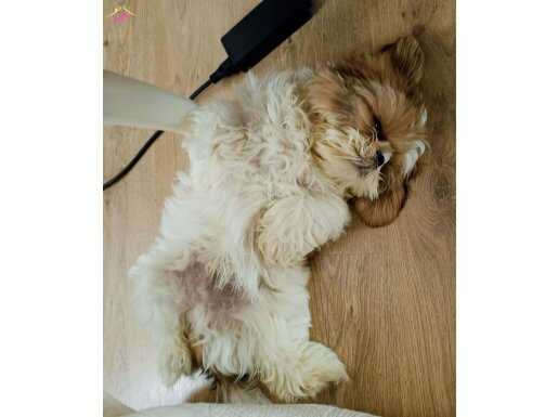Saf ırk shihtzu